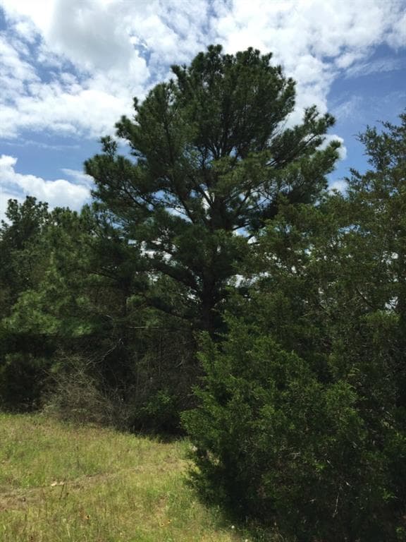 783 Pine Valley Loop