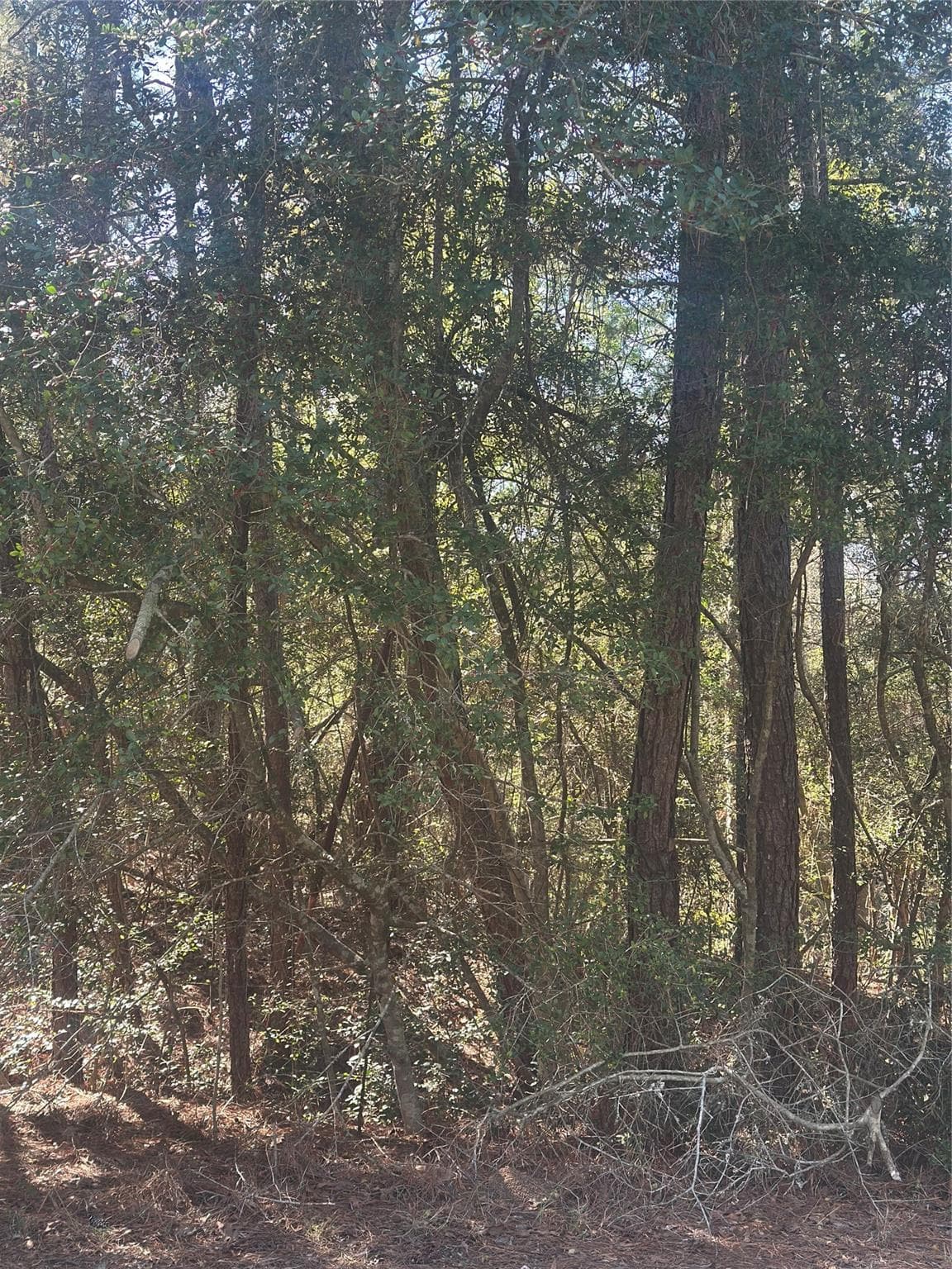 Gallery image 4