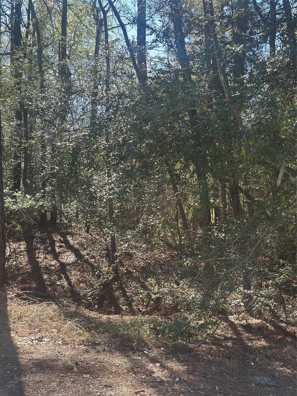 Gallery image 5