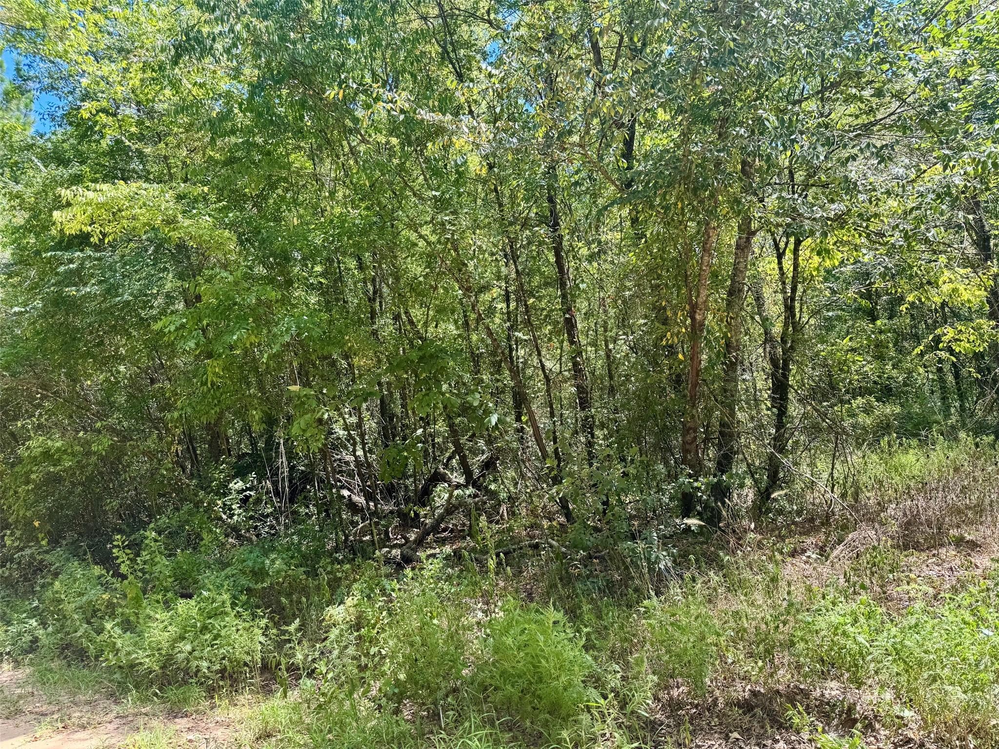 Gallery image 5