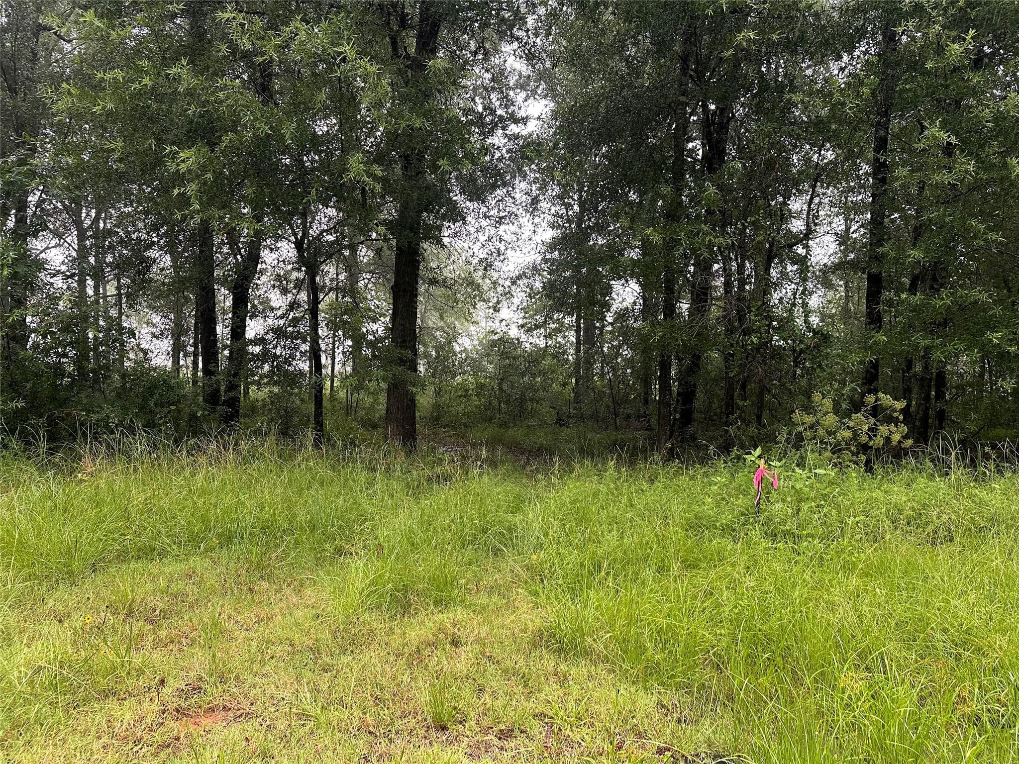 258 Vine Arbor Dr